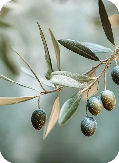 fresh-green-olives-branch-1