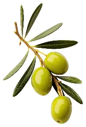 olive-fruit-plant-food